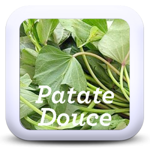 Icon-PatateDouce