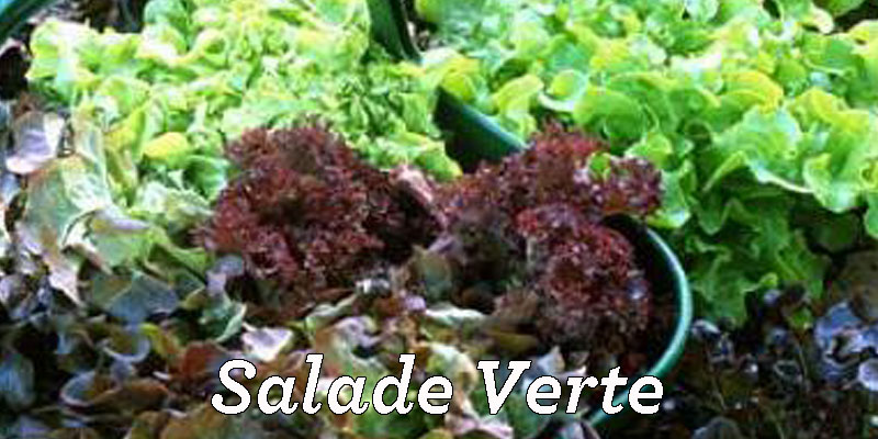 La salade verte