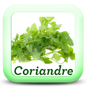 Icon-Coriandre