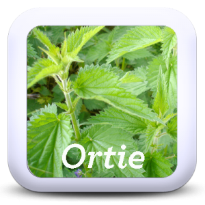 Icon-Ortie