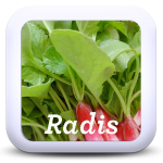 Icon-Radis