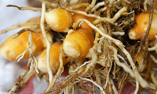 Faire pousser votre propre curcuma, c’est bien meilleur que de l’acheter !