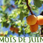Mois de Juin : le soleil est de plus en plus présent, les températures grimpent et les fruits et légumes de saison prennent de la couleur !