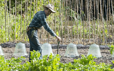 Potager bio : 10 conseils d’Yves Gillen, jardinier bio depuis 40 ans