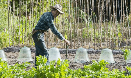 Potager bio : 10 conseils d’Yves Gillen, jardinier bio depuis 40 ans