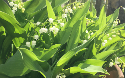 1er mai 2021 : le muguet sera au rendez-vous !