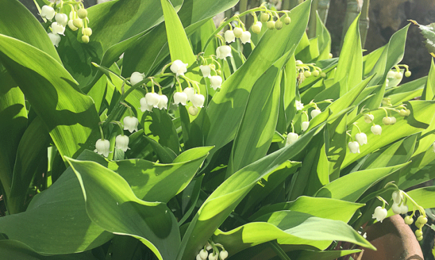 1er mai 2021 : le muguet sera au rendez-vous !