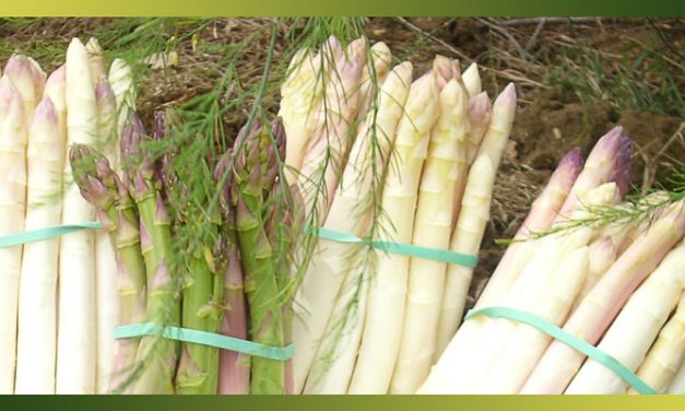 Les asperges vertes, blanches ou violettes …