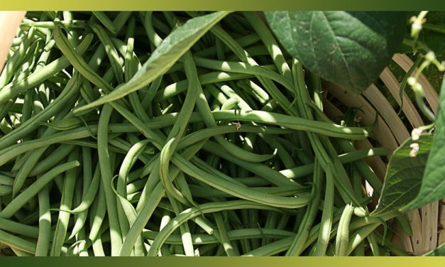 Les haricots verts, alliés de tous les régimes !