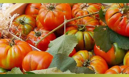 Les tomates, le fruit roi des légumes