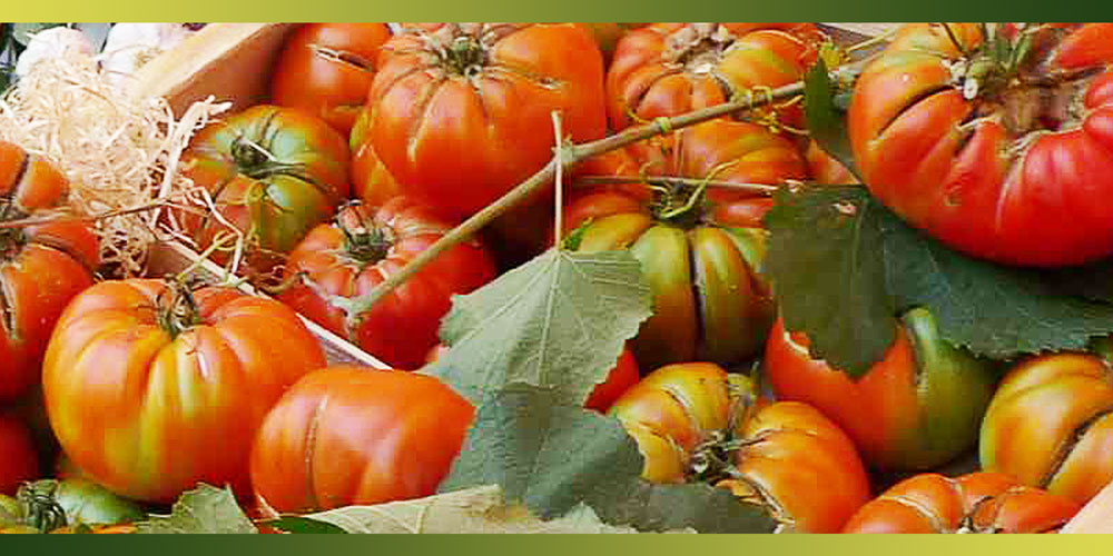 Les tomates, le fruit roi des légumes