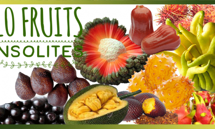 10 fruits Insolites à découvrir ! Partez pour un tour du monde à la découverte de ces fruits méconnus