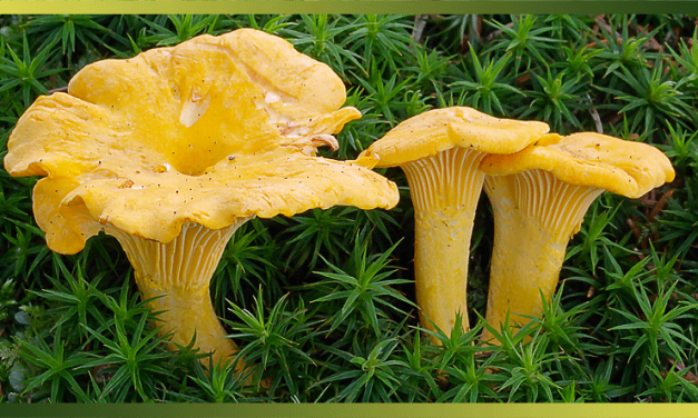 La girolle ou chanterelle commune, un champignon raffiné