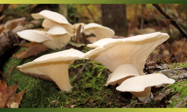 Le pleurote, le champignon à cultiver chez soi