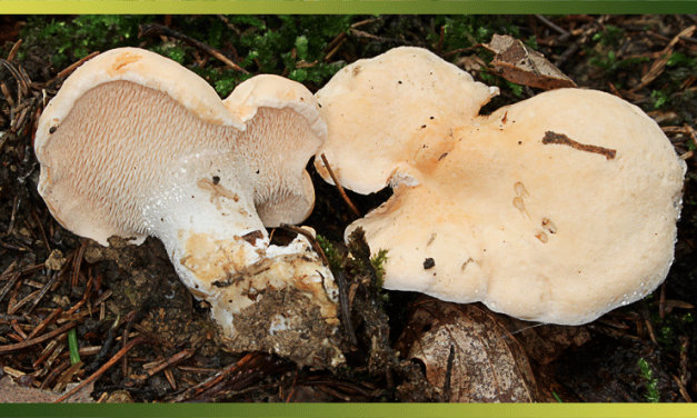 Le pied de mouton, champignon qui se ramasse jusqu’aux gelées