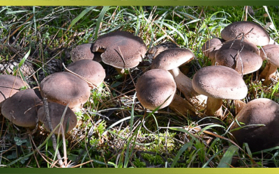 8 techniques pour conserver vos cueillettes de champignons des bois