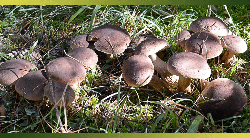 8 techniques pour conserver vos cueillettes de champignons des bois