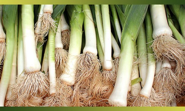 Le poireau, l’un des plus populaires de nos légumes