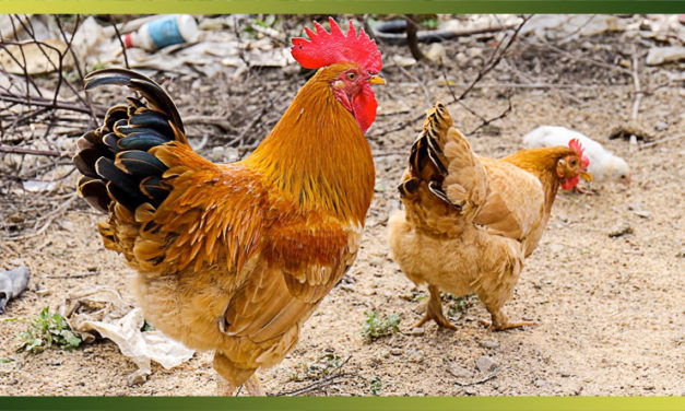 Des poules en ville, c’est écolo mais avec un coq… gare à la réaction du voisinage