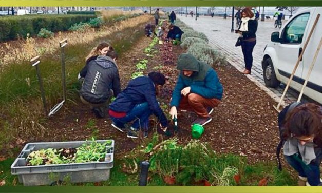 Jardiner, faire ses courses, cuisiner ensemble… l’alimentation locale crée-t-elle du lien social ?