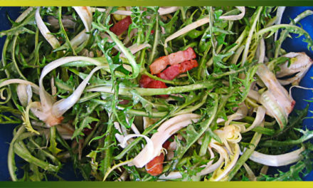 Pissenlit, une salade délaissée à cultiver