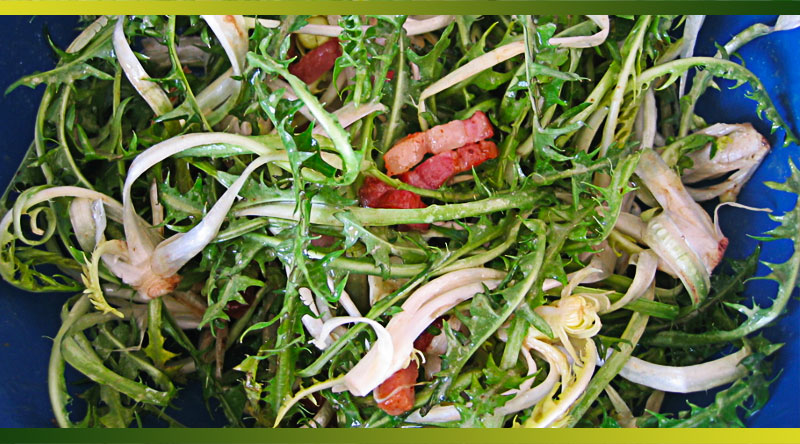 Pissenlit, une salade délaissée à cultiver