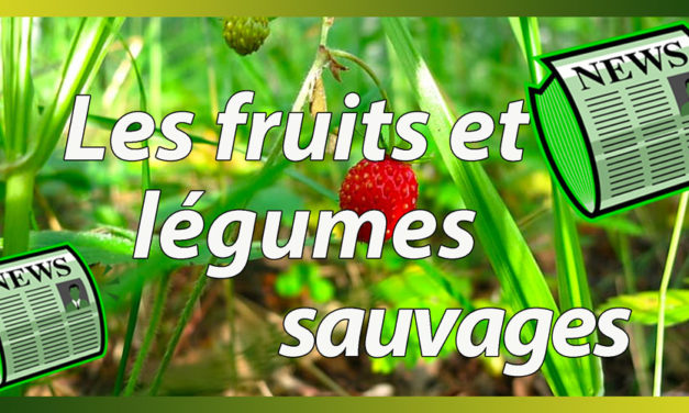 Tous les goûts sont dans la nature, cuisinez les plantes sauvages