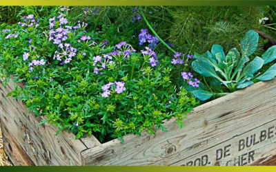 Un jardin d’aromatiques dans des caisses à vin