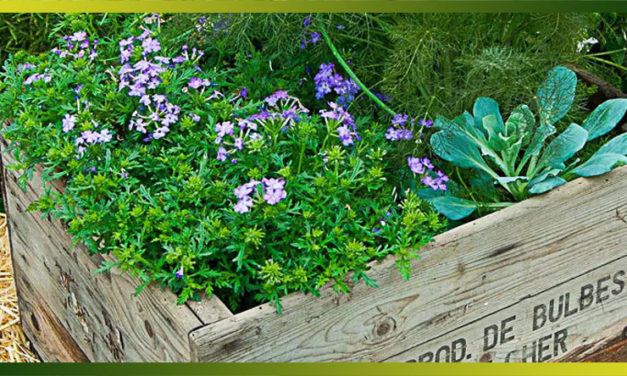 Un jardin d’aromatiques dans des caisses à vin