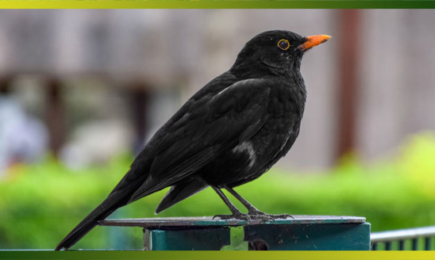 Merle noir, l’oiseau noir au bec orange