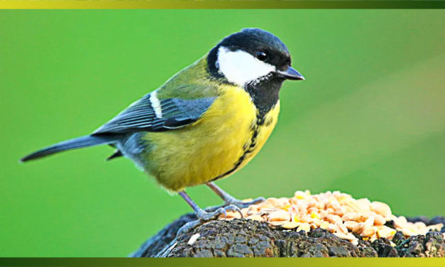 Dans nos jardins : la mésange charbonnière