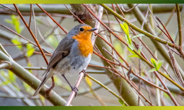 Faites de vos jardins un refuge pour les oiseaux