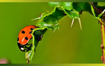 Élever des coccinelles pour éliminer naturellement les pucerons