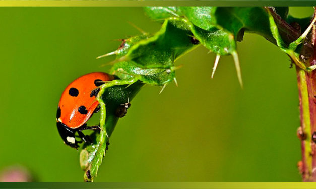 Élever des coccinelles pour éliminer naturellement les pucerons