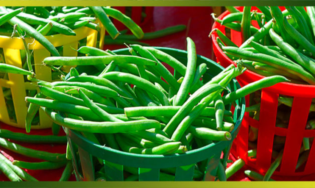 Recettes à base de haricots verts pour faire le plein de fibres tout l’été