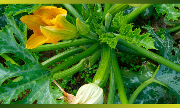 La courgette est riche en vitamines et en minéraux