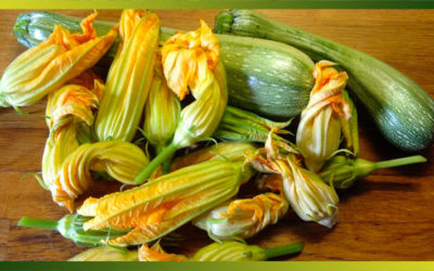 La courgette pour des recettes légères, originales et estivales