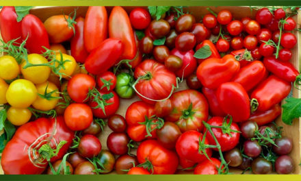 Les tomates : de savoureuses recettes pour rougir de plaisir