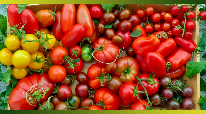 Les tomates : de savoureuses recettes pour rougir de plaisir