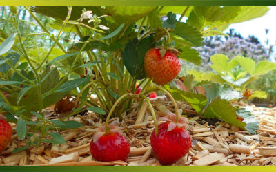 La fraise, de toute façon, elle est toujours délicieuse, 12 recettes pour en profiter…