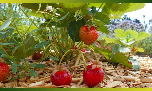 La fraise, de toute façon, elle est toujours délicieuse, 12 recettes pour en profiter…