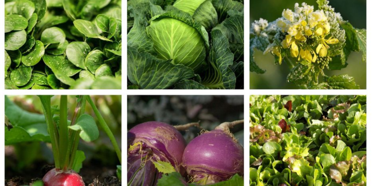 Jardinage : ce qu’il faut planter au potager en septembre, en pots ou pleine terre