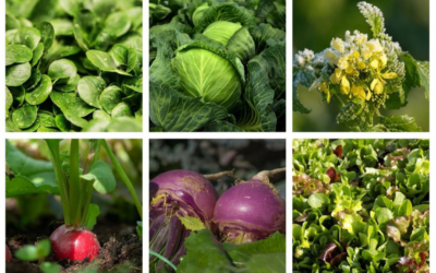 Jardinage : ce qu’il faut planter au potager en septembre, en pots ou pleine terre