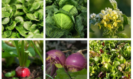 Jardinage : ce qu’il faut planter au potager en septembre, en pots ou pleine terre