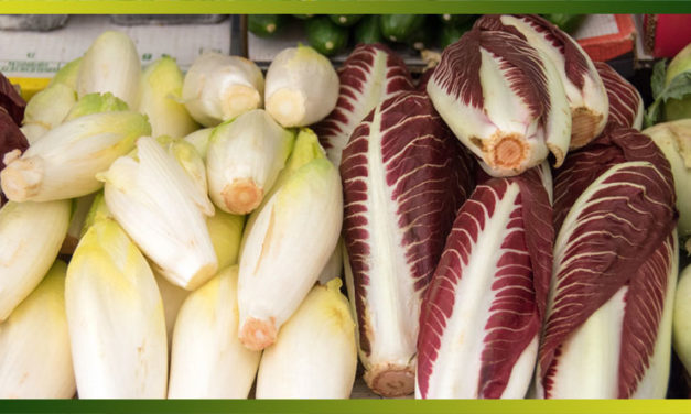 L’endive, une variété de chicorée qui se consomme aussi bien crue que cuite