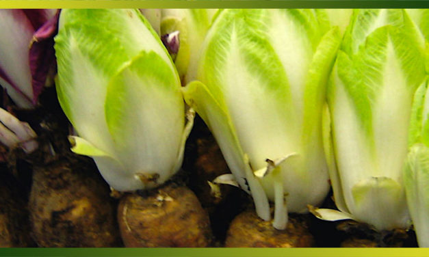 L’endive ou chicon, un antioxydant naturel